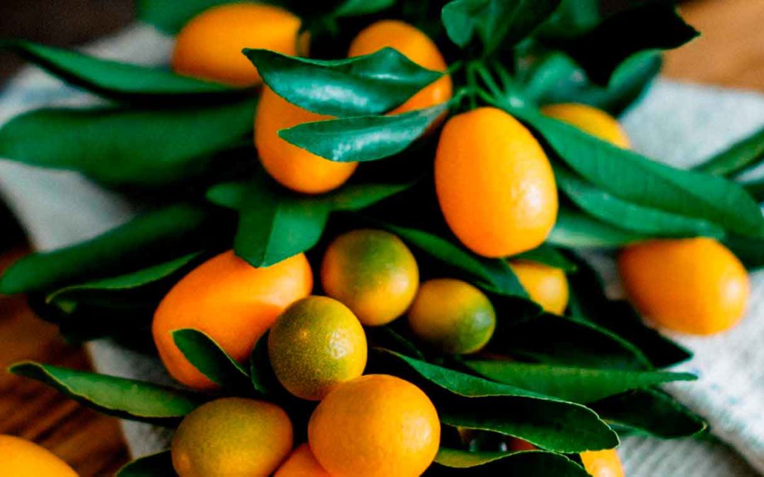 Kumquats y Limequats: Qué son y Cómo Comerlos
