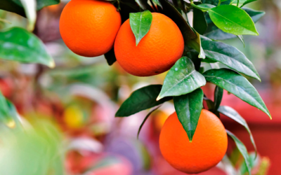 Te contamos todo sobre la temporada de la Naranja