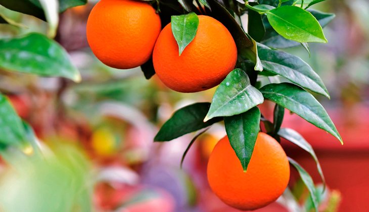 Te contamos todo sobre la temporada de la Naranja